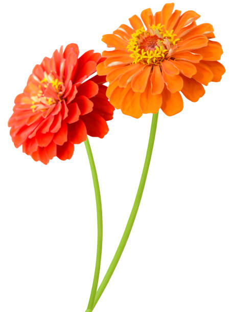 100 SOUTH OF THE BORDER ZINNIA SEED MIX | SALE FREE SHIPPING NON GMO HEIRLOOM