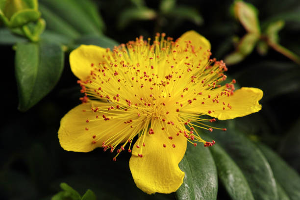 500 GREAT ST. JOHN'S WORT SEEDS | 2026 SALE FREE SHIPPING NON GMO HEIRLOOM