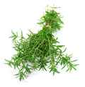 300 SUMMER SAVORY SEEDS | 2026 SALE FREE SHIPPING NON GMO HEIRLOOM