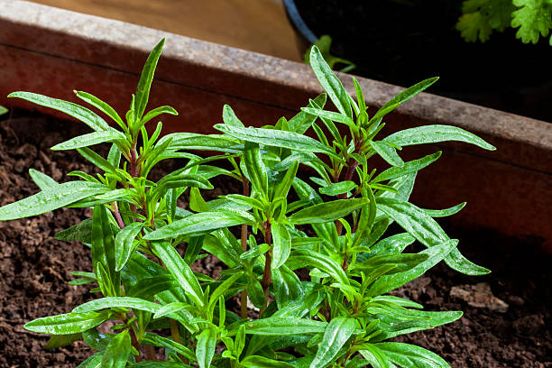 300 SUMMER SAVORY SEEDS | 2026 SALE FREE SHIPPING NON GMO HEIRLOOM