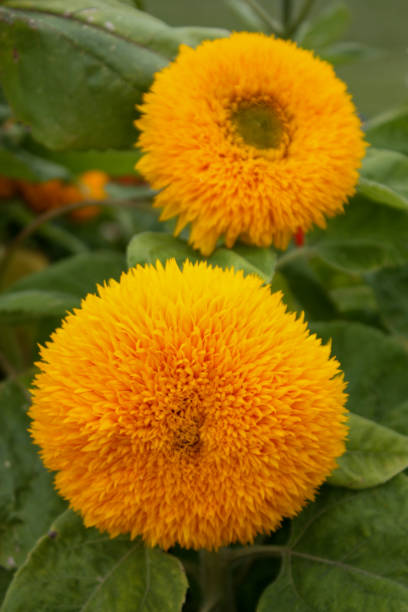 50 DWARF SUNGOLD SUNFLOWER SEEDS | 2026 SALE FREE SHIPPING NON GMO HEIRLOOM