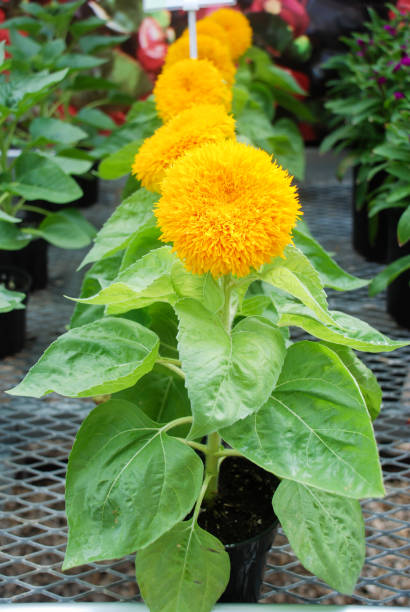 50 DWARF SUNGOLD SUNFLOWER SEEDS | 2026 SALE FREE SHIPPING NON GMO HEIRLOOM