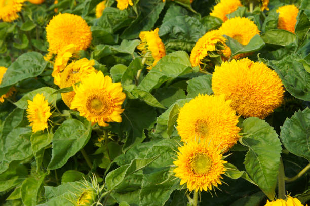 50 DWARF SUNGOLD SUNFLOWER SEEDS | 2026 SALE FREE SHIPPING NON GMO HEIRLOOM