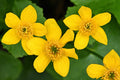125 SWAMP MARIGOLD SEEDS | SALE FREE SHIPPING NON GMO HEIRLOOM