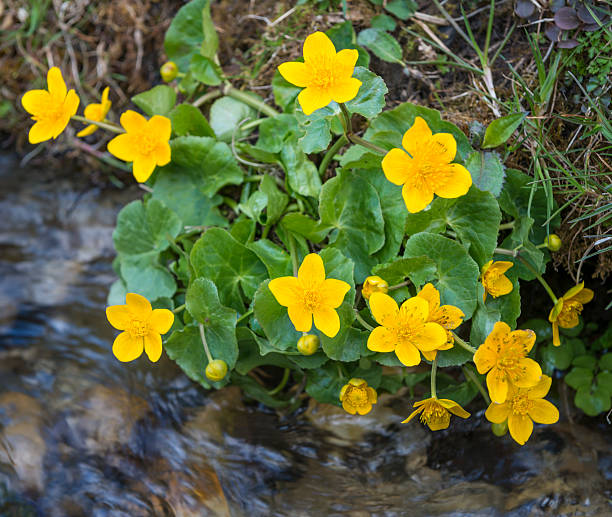 125 SWAMP MARIGOLD SEEDS | SALE FREE SHIPPING NON GMO HEIRLOOM