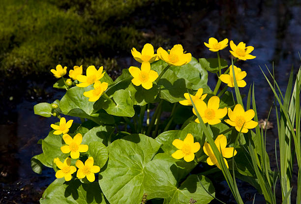 125 SWAMP MARIGOLD SEEDS | SALE FREE SHIPPING NON GMO HEIRLOOM