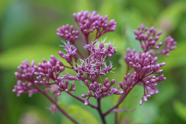 200 SWEET JOE PYE WEED SEEDS | 2026 SALE FREE SHIPPING NON GMO HEIRLOOM