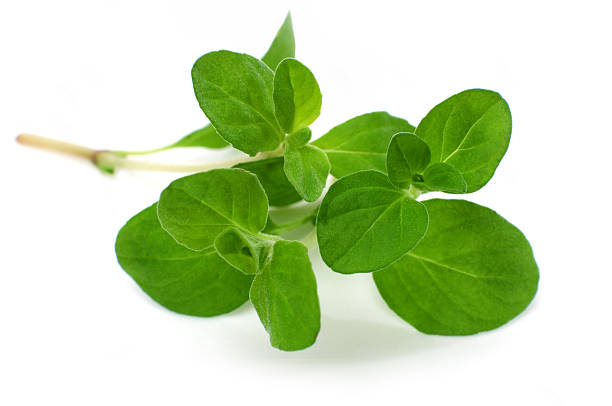 200 SWEET MARJORAM SEEDS | 2026 SALE FREE SHIPPING NON GMO HEIRLOOM