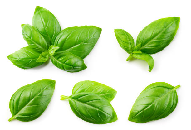 400 SWEET BASIL SEEDS | SALE FREE SHIPPING NON GMO