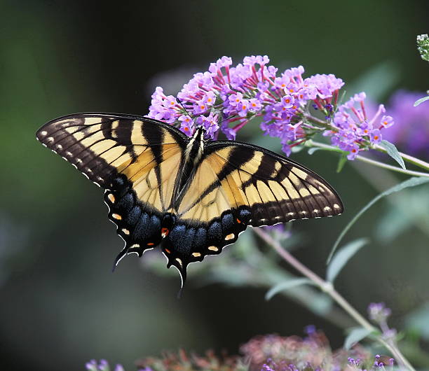 200 SWEET JOE PYE WEED SEEDS | 2026 SALE FREE SHIPPING NON GMO HEIRLOOM
