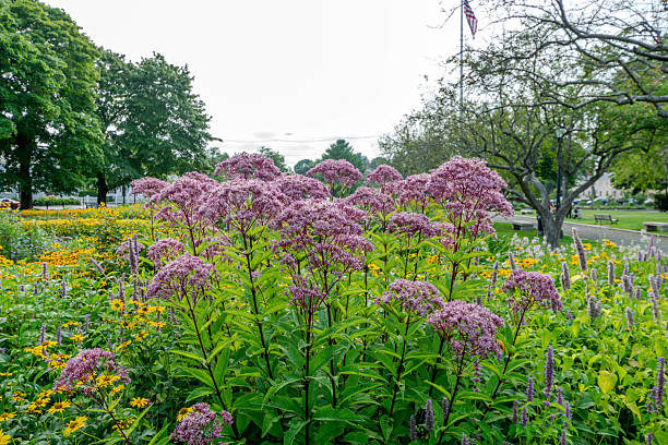 200 SWEET JOE PYE WEED SEEDS | 2026 SALE FREE SHIPPING NON GMO HEIRLOOM