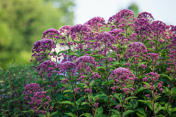 200 SWEET JOE PYE WEED SEEDS | 2026 SALE FREE SHIPPING NON GMO HEIRLOOM
