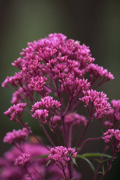 200 SWEET JOE PYE WEED SEEDS | 2026 SALE FREE SHIPPING NON GMO HEIRLOOM