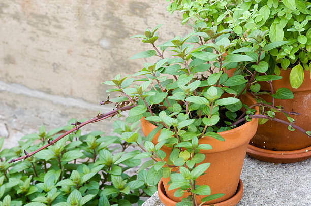 200 SWEET MARJORAM SEEDS | 2026 SALE FREE SHIPPING NON GMO HEIRLOOM