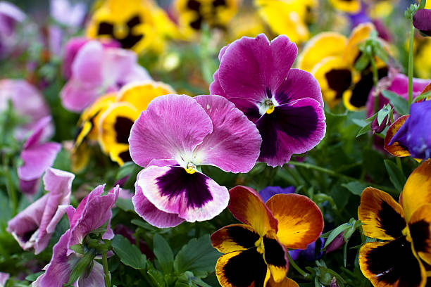 50 SWISS GIANTS PANSY SEED MIX | SALE FREE SHIPPING NON GMO