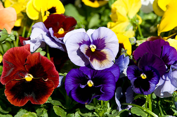 50 SWISS GIANTS PANSY SEED MIX | SALE FREE SHIPPING NON GMO