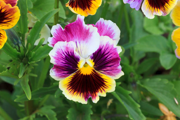 50 SWISS GIANTS PANSY SEED MIX | SALE FREE SHIPPING NON GMO