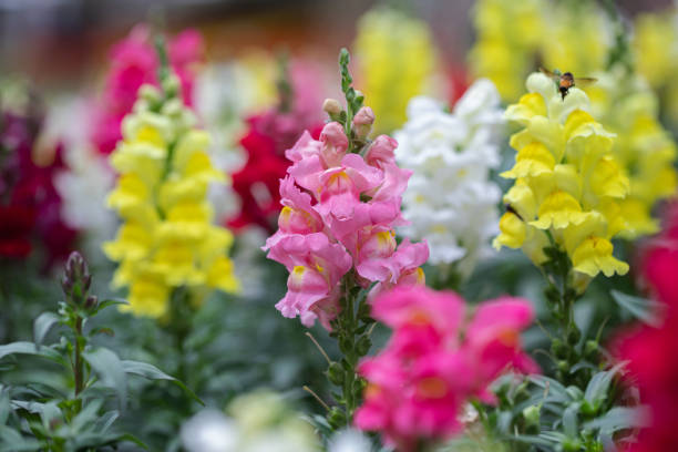 300 TETRA SNAPDRAGON SEED MIX | SALE FREE SHIPPING NON GMO HEIRLOOM