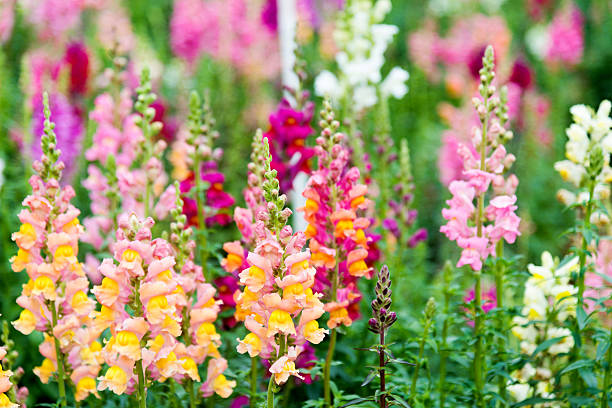 300 TETRA SNAPDRAGON SEED MIX | SALE FREE SHIPPING NON GMO HEIRLOOM
