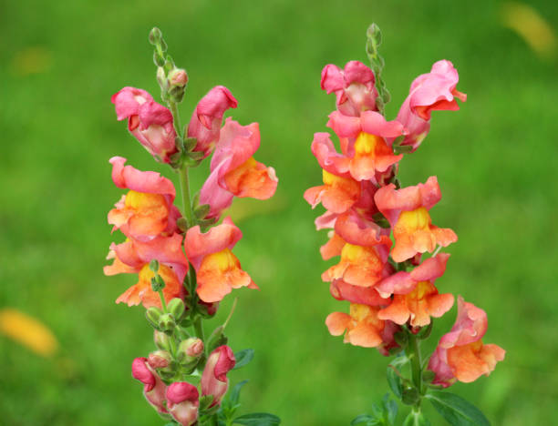300 TETRA SNAPDRAGON SEED MIX | SALE FREE SHIPPING NON GMO HEIRLOOM