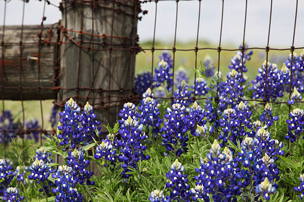 50 TEXAS BLUEBONNET SEEDS | SALE FREE SHIPPING NON GMO