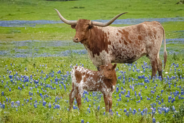 50 TEXAS BLUEBONNET SEEDS | SALE FREE SHIPPING NON GMO