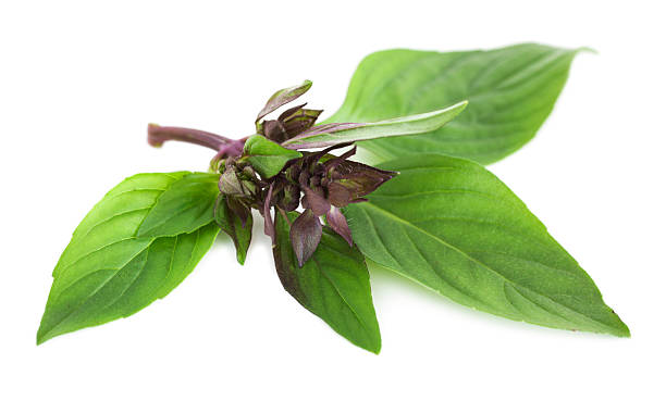 400 THAI BASIL SEEDS | SALE FREE SHIPPING NON GMO