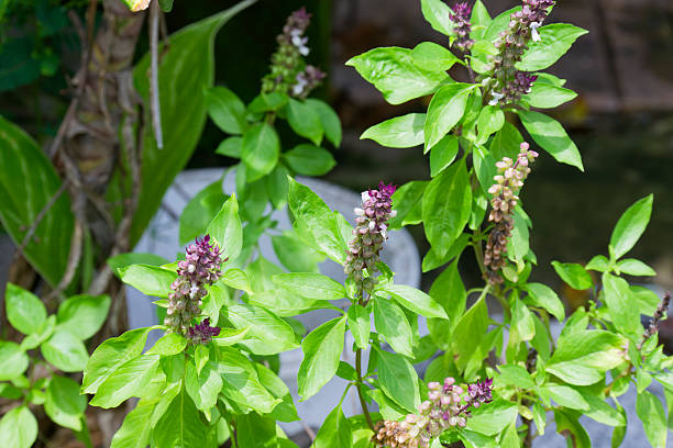400 THAI BASIL SEEDS | SALE FREE SHIPPING NON GMO