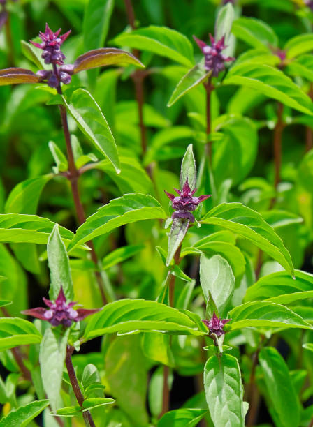 400 THAI BASIL SEEDS | SALE FREE SHIPPING NON GMO