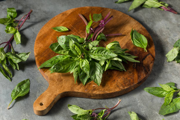 400 THAI BASIL SEEDS | SALE FREE SHIPPING NON GMO