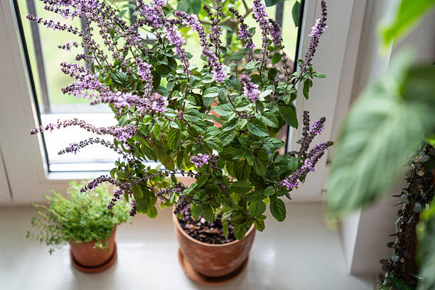 400 THAI BASIL SEEDS | SALE FREE SHIPPING NON GMO