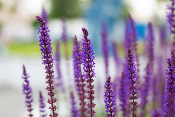 40 VERA LAVENDER SEEDS | SALE FREE SHIPPING NON GMO HEIRLOOM