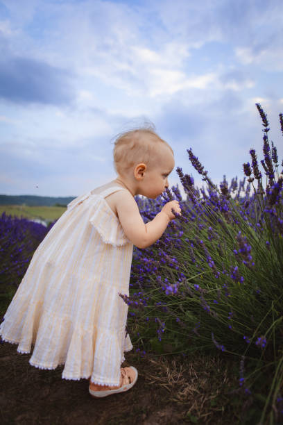 40 VERA LAVENDER SEEDS | SALE FREE SHIPPING NON GMO HEIRLOOM