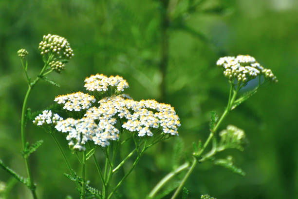 500 WHITE YARROW SEEDS | SALE FREE SHIPPING NON GMO HEIRLOOM