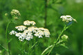 500 WHITE YARROW SEEDS | SALE FREE SHIPPING NON GMO HEIRLOOM