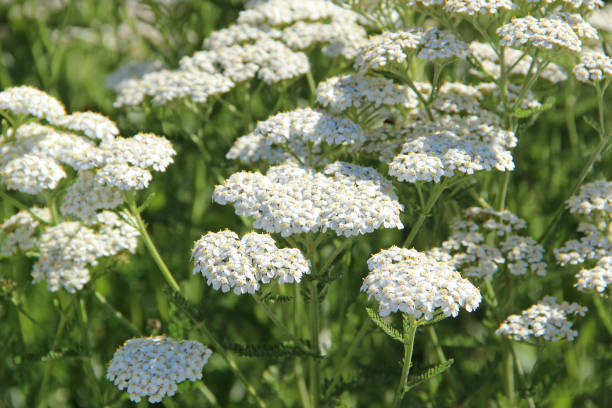 500 WHITE YARROW SEEDS | SALE FREE SHIPPING NON GMO HEIRLOOM