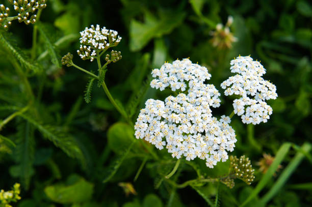 500 WHITE YARROW SEEDS | SALE FREE SHIPPING NON GMO HEIRLOOM