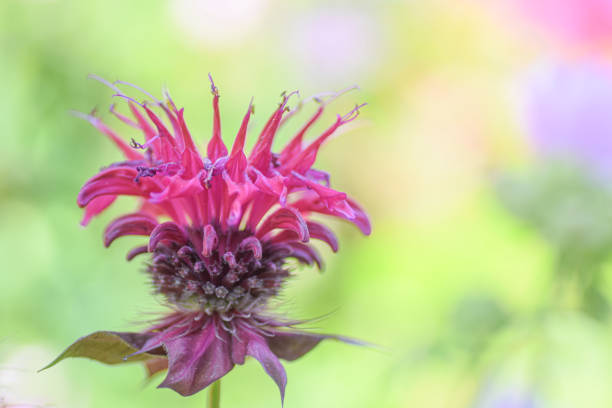 500 WILD BERGAMOT SEEDS | SALE FREE SHIPPING NON GMO HEIRLOOM