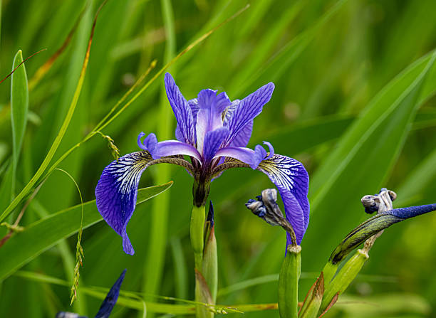 25 WILD BLUE IRIS SEEDS | SALES FREE SHIPPING NON GMO