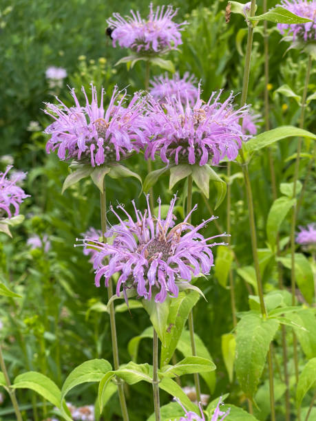 500 WILD BERGAMOT SEEDS | SALE FREE SHIPPING NON GMO HEIRLOOM