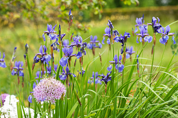 25 WILD BLUE IRIS SEEDS | SALES FREE SHIPPING NON GMO