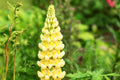 100 YELLOW LUPINE SEEDS | 2026 SALE FREE SHIPPING GMO FREE HEIRLOOM