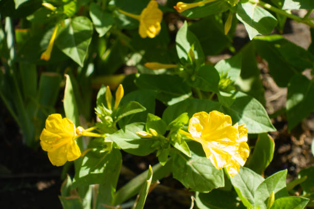 25 YELLOW FOUR O'CLOCK SEEDS | SALE FREE SHIPPING NON GMO HEIRLOOM