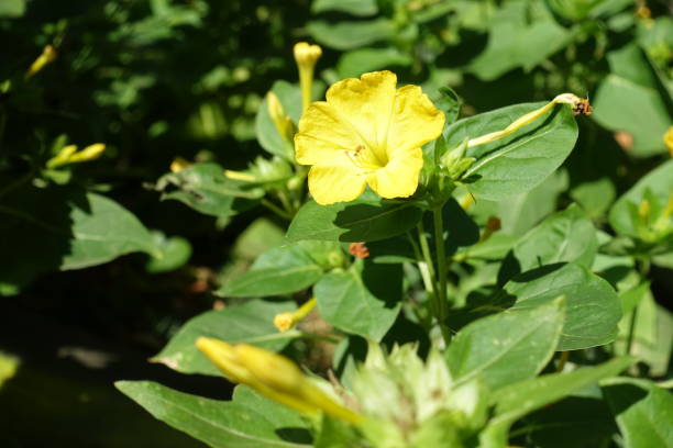 25 YELLOW FOUR O'CLOCK SEEDS | SALE FREE SHIPPING NON GMO HEIRLOOM