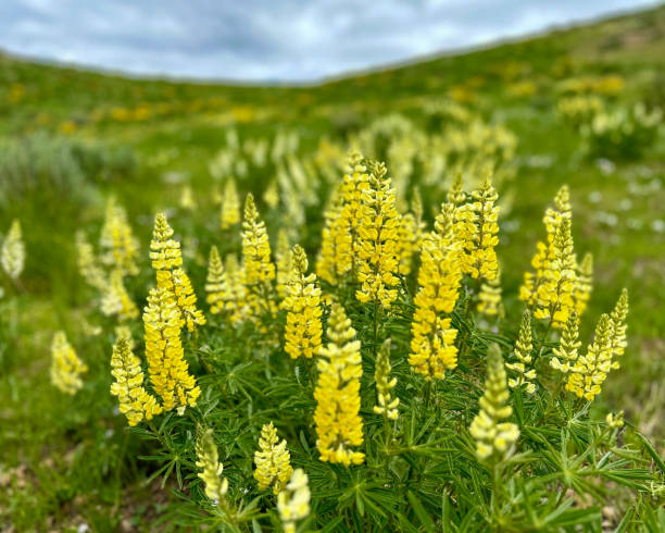 100 YELLOW LUPINE SEEDS | 2026 SALE FREE SHIPPING GMO FREE HEIRLOOM