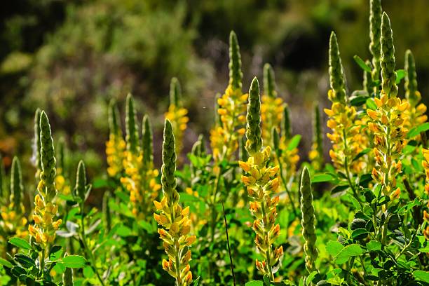 100 YELLOW LUPINE SEEDS | 2026 SALE FREE SHIPPING GMO FREE HEIRLOOM