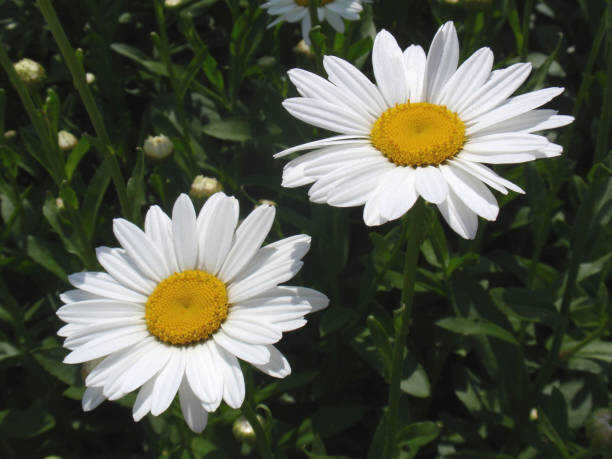 100 ALASKA SHASTA DAISY SEEDS | 2026 FREE SHIPPING NONGMO HEIRLOOM WHITE BLOOMS
