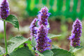 Purple flowers with green leaves against a blurred green background