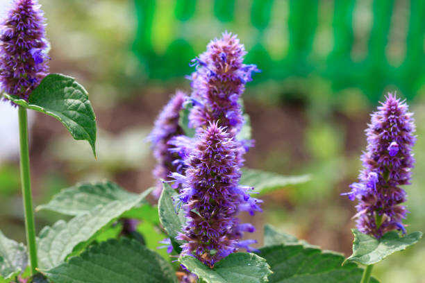 Purple flowers with green leaves against a blurred green background