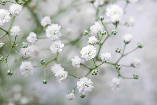 500 BABY'S BREATH SEEDS | 2026 SALE FREE SHIPPING NON GMO HEIRLOOM